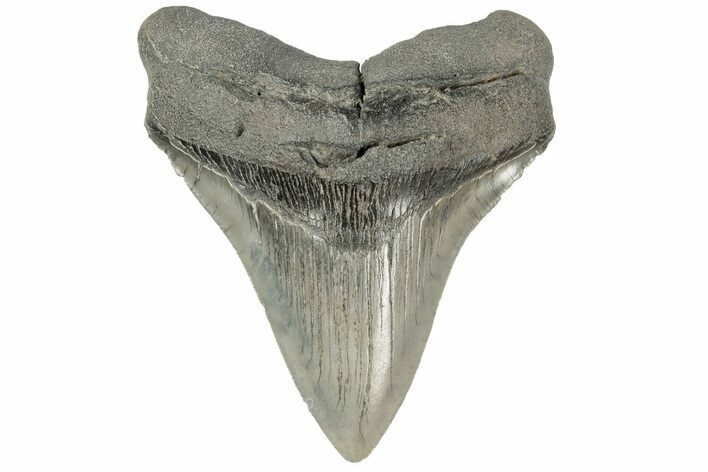 Serrated, Fossil Megalodon Tooth - South Carolina #185235